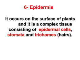 6- Epidermis