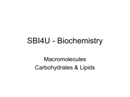SBI4U - Macromolecules 1