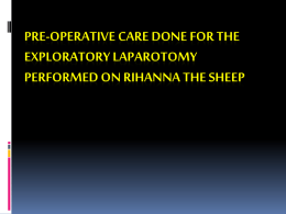 Pre Operative care for Rihanna the Sheep