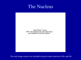 PowerPoint Presentation - Cell Architecture: The Nucleus