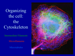 PowerPoint Presentation - Cell Architecture: The Microtubule