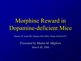 Morphine Reward in Dopamine