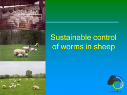 Sustainable control of worms in sheep