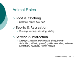 Animal Roles - Taylor County Schools