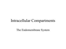 Intracellular Compartments