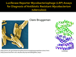 Luciferase Reporter Mycobacteriophage (LRP) Assays for