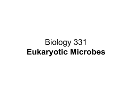 Biology 331 Representative Eukaryotic Pathogens All over the book…