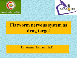 Flatworm nervous system as drug target