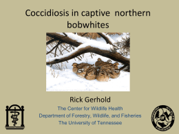 Coccidiosis in Captive Northern Bobwhites
