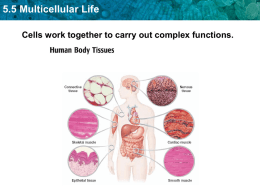 5.5 Multicellular Life