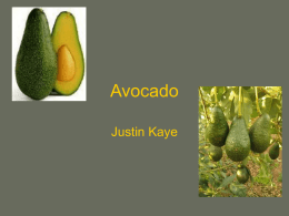 Avocado - UNM Biology