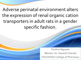 Adverse perinatal environment alters the expression of renal organic cation