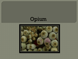 Opium - OldForensics 2012-2013