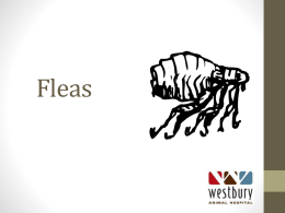 Fleas - Westbury Animal Hospital
