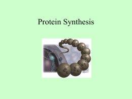 A20-Protein Synthesis