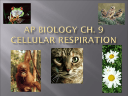 AP Biology Ch. 9 Cellular Respiration Ppt.