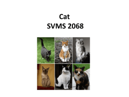 Cat SPVM S72 - Online Veterinary Anatomy Museum
