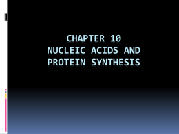 Chapter 10 Nucleic Acids and Protein synthesis DNA