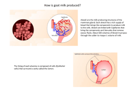 Milk Synthesis