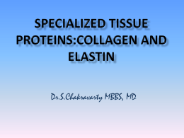 Specialized tissue Proteins Collagen and Elastin