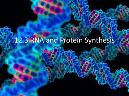 12.3 RNA and Protein Synthesis