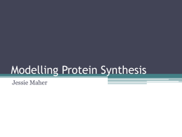 Modelling Protein Synthesis - Jannali