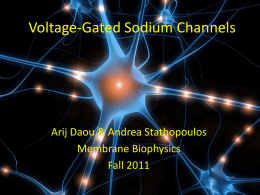 Voltage-Gated Sodium Channels