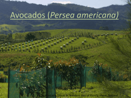 Avocados (Persea americana)