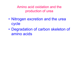 Excretion pathway Biosynthesis of amino acids