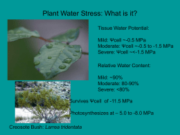 Plant Water Stress