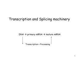 RNA Synthesis and Splicing
