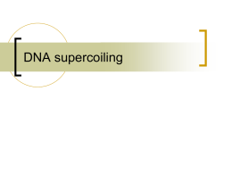 Powerpoint Presentation: DNA Supercoiling