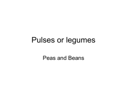Pulses or legumes