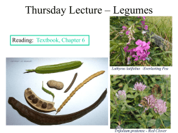 Tuesday Lecture – Legumes