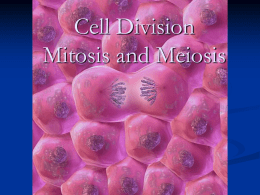 Cell Divison Mitosis and Meiosis