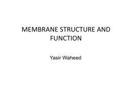 membrane structure n function