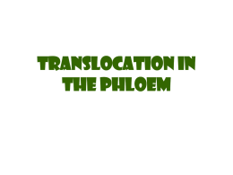 Phloem transport