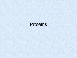Proteins - Kaikoura High School