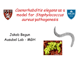 Caenorhabditis elegans as a model for Staphylococcus