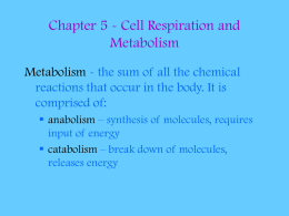 Chapter 5 - Cell Respiration and Metabolism