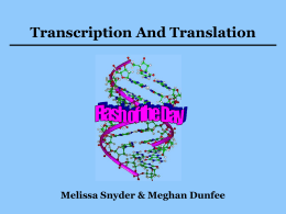 Transcription And Translation