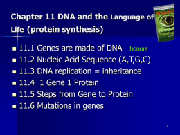Chapter 11 DNA and the Language of Life (protein synthasis)