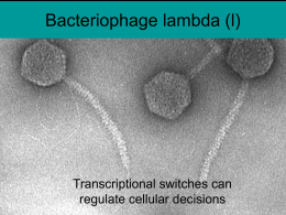 Bacteriophage lambda (l)