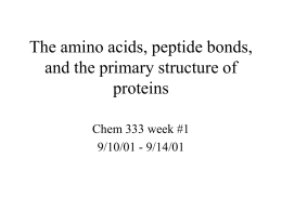 The amino acids, peptide bonds, and the primary structure