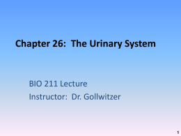 Chapter 26: Urinary System