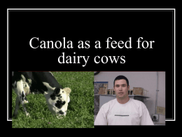 Canola and how if effects dairy cows
