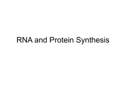 RNA and Protein Synthesis - Port Washington School District