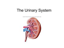 The Urinary System - Imperial Valley College