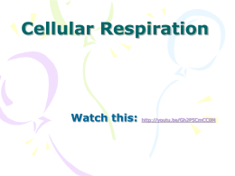 ADP, ATP and Cellular Respiration Powerpoint