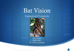 Bat Vision - University of Maryland, College Park